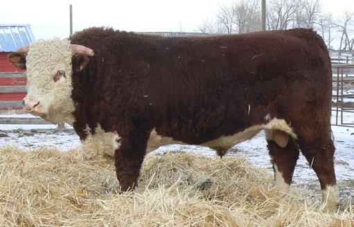 CONSIGNED BY Rocking G Land & Cattle CONSIGNED BY Rocking G Land & Cattle 9 RG 3786 RAMPAGE 711E REG# C03040491