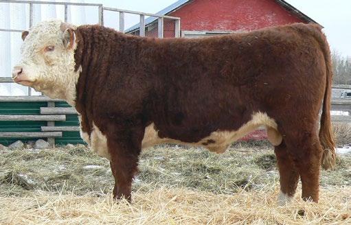 CONSIGNED BY Rutledge Herefords CONSIGNED BY Rutledge Herefords 15 RUT 4B RIBSTONE LAD 57D REG# C03019753 TATTOO
