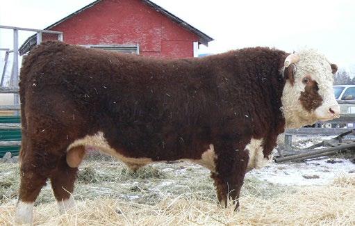 9 43.4 CONSIGNED BY Rutledge Herefords CONSIGNED BY Rutledge Herefords 17 RUT 10N RIBSTONE LAD 15D REG#
