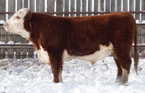 CONSIGNED BY McKenzie Herefords CONSIGNED BY McKenzie Herefords 21 WB DAX ET 604D REG# C03042014