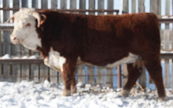4 46.5 CONSIGNED BY McKenzie Herefords CONSIGNED BY McKenzie Herefords 23 ILK DANNY BOY 25D REG#