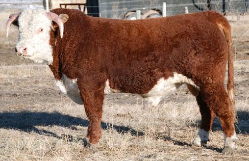 MN Herefords LOTS 25-29 CONSIGNED BY MN Herefords CONSIGNED BY MN Herefords 26 MN