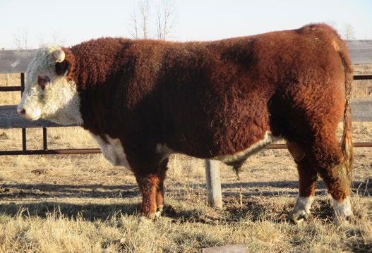3 39 CONSIGNED BY SNS Herefords CONSIGNED BY SNS Herefords 52 SNS 71Y TRIPLE THREAT 73D REG# C03028087 TATTOO SNS
