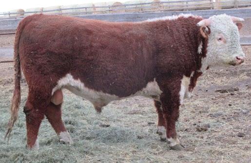 SNS Herefords LOTS 52-57 OUR COW HERD FEATURES RANCH RAISED COWS WITH EXCELLENT MATERNAL INSTINCTS FERTILITY AND