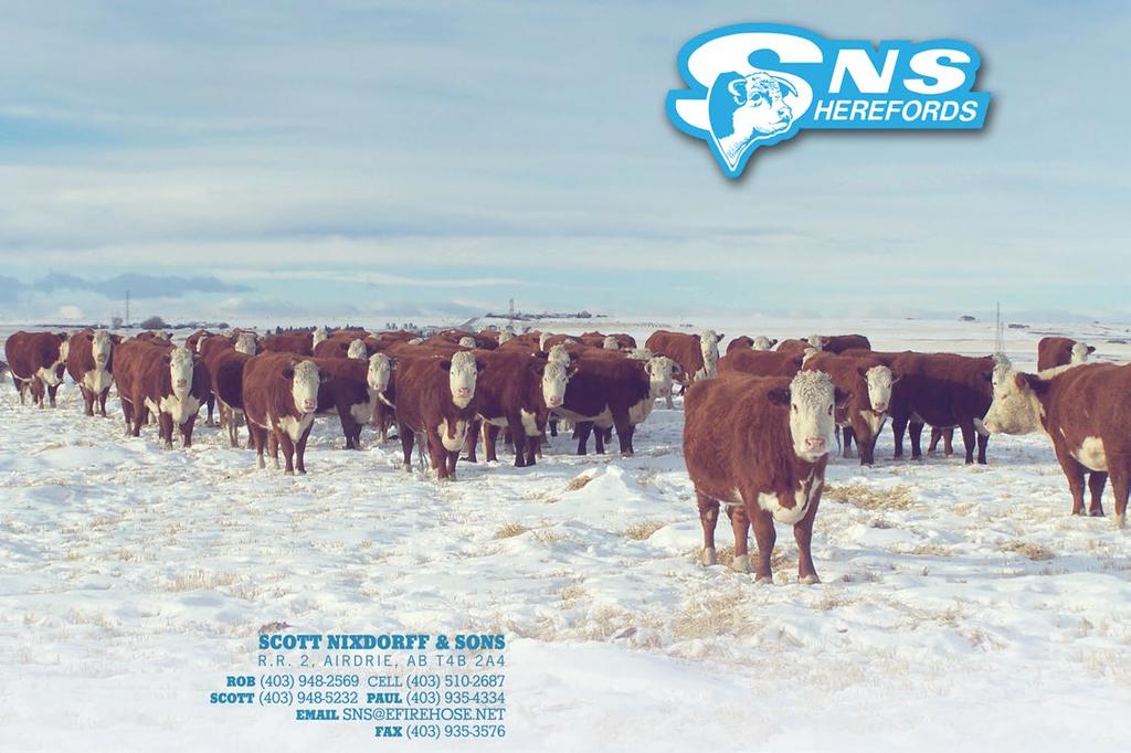 Herefords CONSIGNED BY SNS Herefords 54 SNS 71Y TRIPLE THREAT 66D REG# C03028082 TATTOO SNS 66D BORN 22-Mar-16