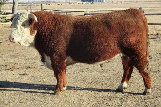 CONSIGNED BY SNS Herefords CONSIGNED BY SNS Herefords 56 SNS 14A CHINOOK LAD 31D REG# C03028161 TATTOO SNH 31D