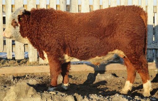 CONSIGNED BY Tanga Herefords CONSIGNED BY Tanga Herefords 62 TANGA BANNER LAD 112D REG# C03039978 TATTOO CGS