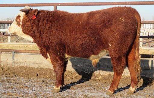 6 CONSIGNED BY Tanga Herefords CONSIGNED BY Tanga Herefords 64 TANGA BIG RED 559D REG# C03041309 TATTOO CGS