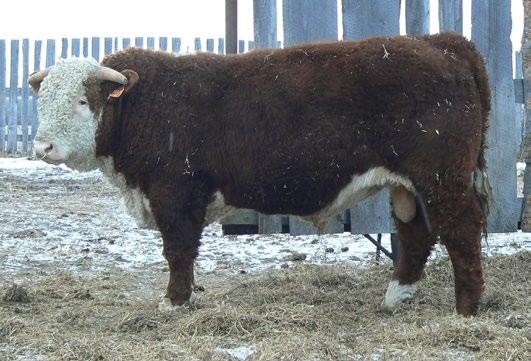CONSIGNED BY Crone Herefords CONSIGNED BY Crone Herefords 76 SGC 334A STANMORE STD 44D REG# C03025223 TATTOO SGC 44D BORN 9-Apr-16 HORNED 77 SGC 62Z RED LAD 13D REG# C03025164 TATTOO SGC 13D BORN