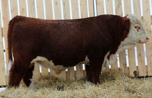 3 87 DRR DOUBLE DOWN 100D REG# C03037575 TATTOO DEER 100D BORN 23-Apr-16 POLLED CONSIGNED BY Deer Ridge Ranch SIRE CHAC MASON 2214