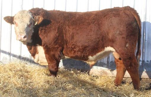 Lamport s Polled Herefords LOTS 91-94 CONSIGNED BY Lamport s Polled Herefords CONSIGNED BY