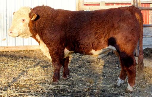 CONSIGNED BY Lilybrook Herefords Inc.