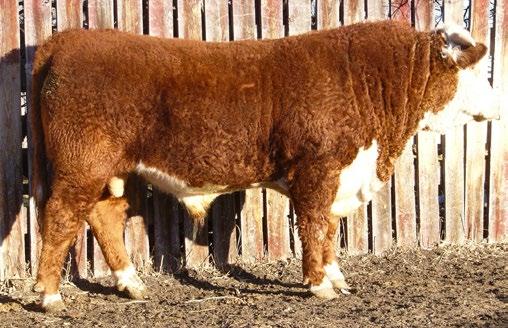 9 CONSIGNED BYFenton Hereford Ranch CONSIGNED BY Fenton Hereford Ranch 130 FE 232Z EMPEROR 143D REG# C03027141
