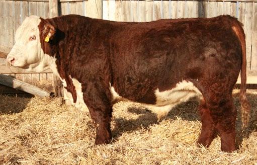 CONSIGNED BY Fenton Hereford Ranch CONSIGNED BY Fenton Hereford Ranch 132 FE 78A GOLDEN AMIGO 64D REG# C03026905