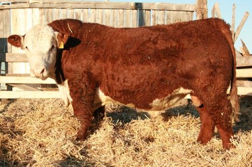 CONSIGNED BY Glenrose Polled Herefords watch&bid