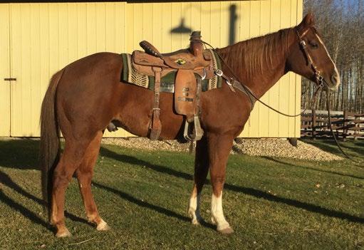 2018RanchHorses OFFERING ALBERTA S BEST RANCH HORSES FROM TOP COWBOYS IN THE PROVINCE 701 BLAZE REG# BD SEX Grade COLOURSorrel 2008 HEIGHT 15.