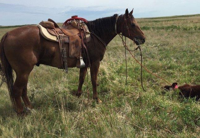 A very fast learner, Rocky has already: roped yearlings in the pasture, picked up bucking horses, and ridden through mountains and muskeg. He is sound, good to haul and shoe.