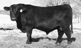 CIRCLE A REGISTERED BULLS 11 H A Image Maker 0415 SIRE: Benfield Substance 8506 Benfield Edella 1105 GW Certified 103 C DAM: Circle A Rita 5H11 4332 Circle A Rita 5H11 2163 CED Milk CEM MARB REA FAT