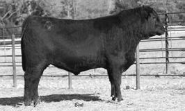 CIRCLE A REGISTERED BULLS predictable, powerful, profitable 28 RA Lincoln W144 SIRE: S McCoy 124 S Mayflower 751 Circle A IN Focus 5627 DAM: Circle A Forever Lady 0436 Circle A Forever Lady 6336 CED
