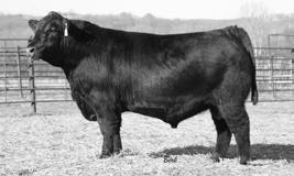 CIRCLE A REGISTERED BULLS 91 EF Complement 8088 SIRE: Circle A Complement 3383 Circle A Blackcap 7275 S A V Brilliance 8077 DAM: Circle A Forever Trendy 3537 Circle A Forever Trendy 8390 Circle A