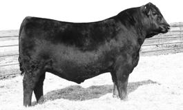 CIRCLE A REGISTERED BULLS predictable, powerful, profitable 110 S A V Iron Mountain 8066 SIRE: S A V Angus Valley 1867 S A V May 2397 Arrow One Chisum 25 DAM: Circle A Protet 4336 Circle A Protet