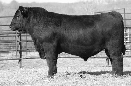 CIRCLE A REGISTERED BULLS 2 EF Complement 8088 SIRE: Circle A Complement 3383 Circle A Blackcap 7275 S Chisum 6175 DAM: Circle A Pride 3318 Circle A Pride 0326 1 - Circle A Rough 6616 Circle A