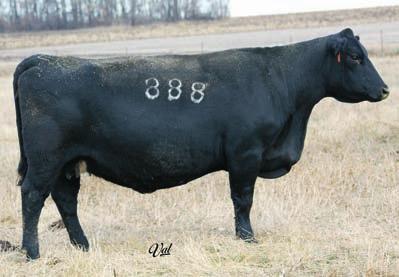 Patures Sire: Bussmus PayDay 2610 on 6-4 to 7-16-13 31 REG#16733245 BD: 2-5-08 Tattoo: 8118 33 REG#16733244 BD: 3-12-08 Tattoo: 8478 CN Fortune 333 8478 B C C Bushwacker 41-93 She is a moderate