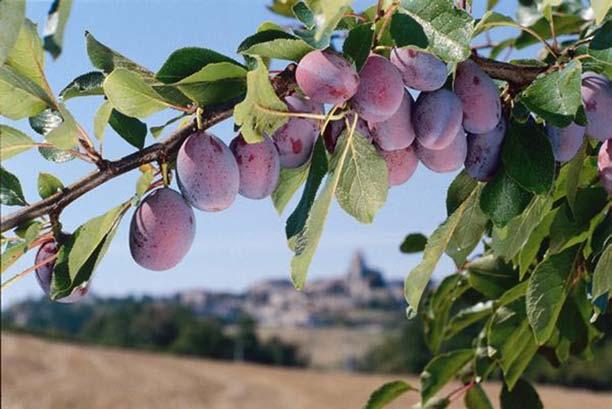 NAT GASCONY PLUM BUTTER raw material conformed to the Ecocert & Cosmos standards Obtained solely from the oil of the cold pressed plum (Prunus domestica L.