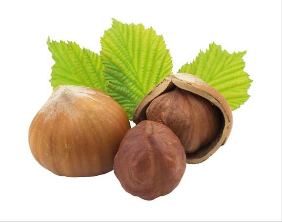 NAT HAZELNUT T. OIL raw material conformed to the Ecocert and Cosmos standards Obtained by cold pressing the toasted fruits of a variety of the hazelnut tree (Corylus avellana L.