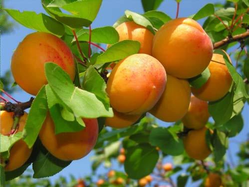 NAT ORGANIC*APRICOT WAX *certified as 99.80% organic by Ecocert Greenlife according to Cosmos standard Obtained by soft controlled* hydrogenation of the organic apricot seed oil (Prunus armeniaca L.