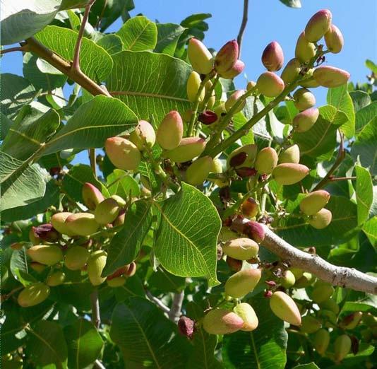 NAT PISTACHIO WAX raw material conformed to the Ecocert and Cosmos standards Obtained by soft controlled* hydrogenation of the refined pistachio oil (Pistacia vera L.