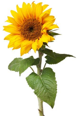 NAT SUNFLOWER WAX Made by winterization process of the Sunflower oil (Helianthus Annuus L.