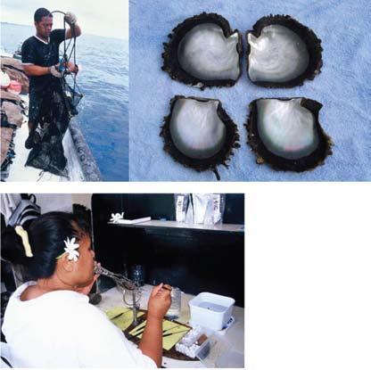 Pearl culturing and the molluscs PEARLS Black-lipped pearl culturing French Polynesia is the main country for producing black cultured pearls using the Black-lipped pearl oyster.