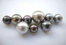 Silver/Gold-lipped cultured pearl Size: Over 10mm is the most popular. Recently smaller sizes (8, 9mm) have appeared. Black-lipped cultured pearl Size: Over 10mm is the most popular.