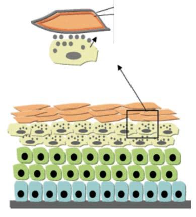 The intercellular spaces are filled with a hydrophobic lipid substance arranged in multiple layers that keeps the stratum corneum watertight. 1- STRATUM BASALE: proliferation zone.