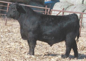 PRIMROSE 8244 S A F FOCUS OF E R MYTTY COUNTESS 906 CONNEALY LEAD ON BALDRIDGE BLACKBIRD M868 Here is an opportunity to run two full brothers together to add uniformity to your next calf crop.