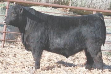 LEAD ON BALDRIDGE BLACKBIRD M868 E403 is a bull that weaned off heavy and continued to perform well on feed with a 365 day weight of 1439 and scanned a 15.8 ribeye.