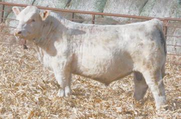 A bull that will add thickness, do ability, and sound made with a look that will put out cattle that seedstock or commercial men will appreciate. 82 RBM RHINESTONE E175 Tag#: 424 Reg.