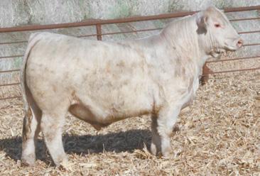 progeny that will be sought after no matter the color of cows you put them on. 83 RBM RHINESTONE E07 Tag#: 129 Reg.