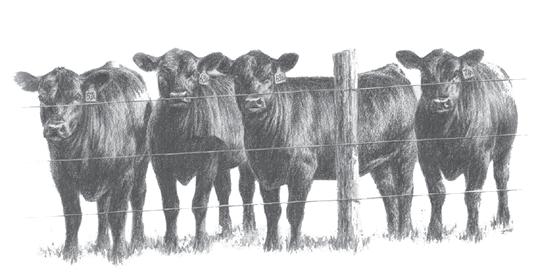 Commercial Yearling Heifers Lots 201-300 Sell as Commercial Yearling Heifers These heifers are mostly out of RBM genetics. The heifers are Angus-based and have the cow making look!