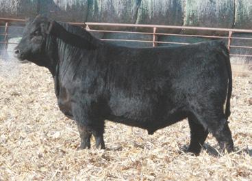 E49 started out small, weaned heavy, and then went on to outperform his pen mates. This bull will add growth and performance in a set of feeder cattle. Don t miss this bull on sale day.