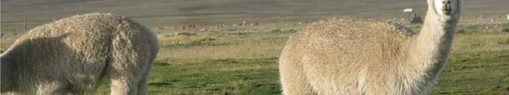 natural colors Alpacas are bred in the southern