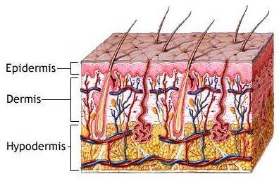 Under the dermis: this is where you and your pets get many injections (hypodermic needle).