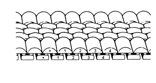 This illustration shows the starting poing as "*" with adjacent topshells and bottom boxes numbered.