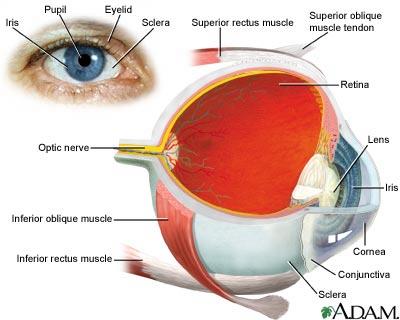 Eye Injuries James A. Rochester, M.D.