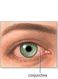 Anatomy Chemical Conjunctivitis Blunt Trauma/Fractures