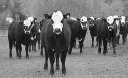 Hereford Influence Commercial Cattle 35 Hereford-Angus Cross Open Heifer CALVED: MARCH 18, 2012 Consigned by: John Hendrick, Pickens, SC 36 37 39 40 Purebred Hereford Heifers CALVED: OCTOBER-NOVEMBER