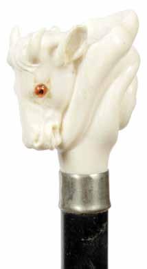1900-A carved ivory steer with two color glass eyes, silver metal collar, ebony