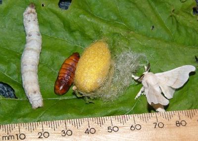 Life cycle of the silk worm (eggs on leaf, caterpillar, cocoon with moth breaking out, and moth).