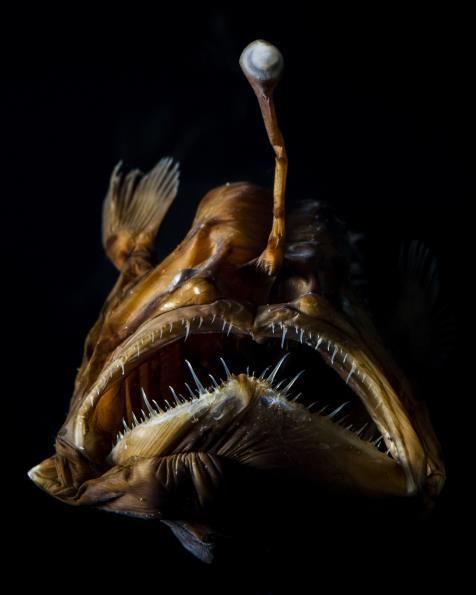 holboelli (KrØyer's deep-sea anglerfish)